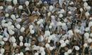 Palmeiras aumenta preço de entradas na estreia da Série B