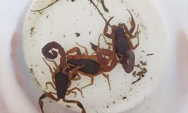 Escorpiões são preocupação na região (FOTO: Divulgação/PMRP)