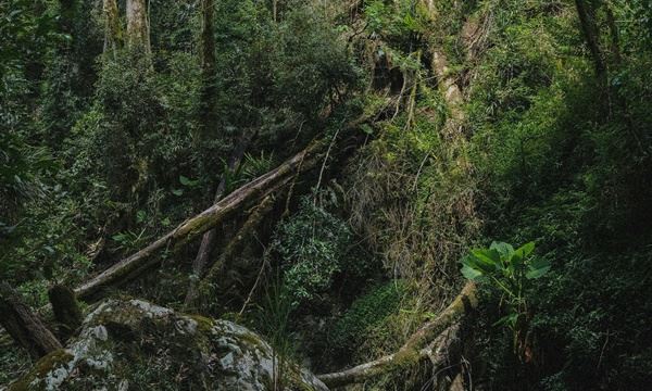 FOTO: Pexels Diário do Grande ABC - Notícias e informações do Grande ABC: Santo André, São Bernardo, São Caetano, Diadema, Mauá, Ribeirão Pires e Rio Grande da Serra