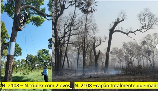 FOTO: Reprodução/Instituto Arara Azul Diário do Grande ABC - Notícias e informações do Grande ABC: Santo André, São Bernardo, São Caetano, Diadema, Mauá, Ribeirão Pires e Rio Grande da Serra