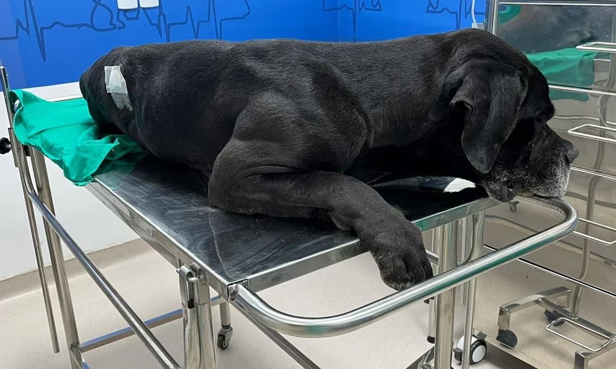 FOTO: Secretaria de Proteção e Defesa dos Animais/Divulgação Diário do Grande ABC - Notícias e informações do Grande ABC: Santo André, São Bernardo, São Caetano, Diadema, Mauá, Ribeirão Pires e Rio Grande da Serra