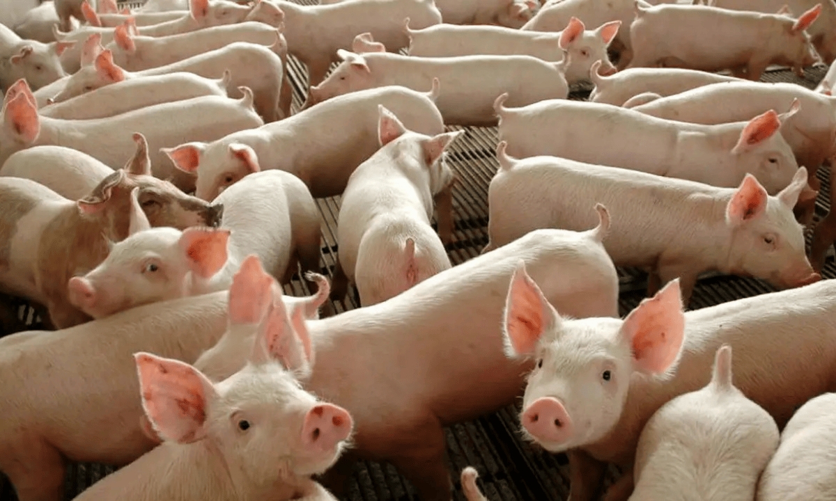 FOTO: Divulgação/EBC Diário do Grande ABC - Notícias e informações do Grande ABC: Santo André, São Bernardo, São Caetano, Diadema, Mauá, Ribeirão Pires e Rio Grande da Serra