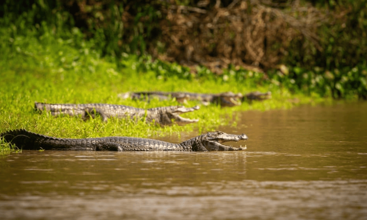 FOTO: FreepiK Diário do Grande ABC - Notícias e informações do Grande ABC: Santo André, São Bernardo, São Caetano, Diadema, Mauá, Ribeirão Pires e Rio Grande da Serra
