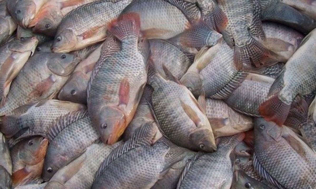 FOTO: Divulgação/Seagri-DF Diário do Grande ABC - Notícias e informações do Grande ABC: Santo André, São Bernardo, São Caetano, Diadema, Mauá, Ribeirão Pires e Rio Grande da Serra