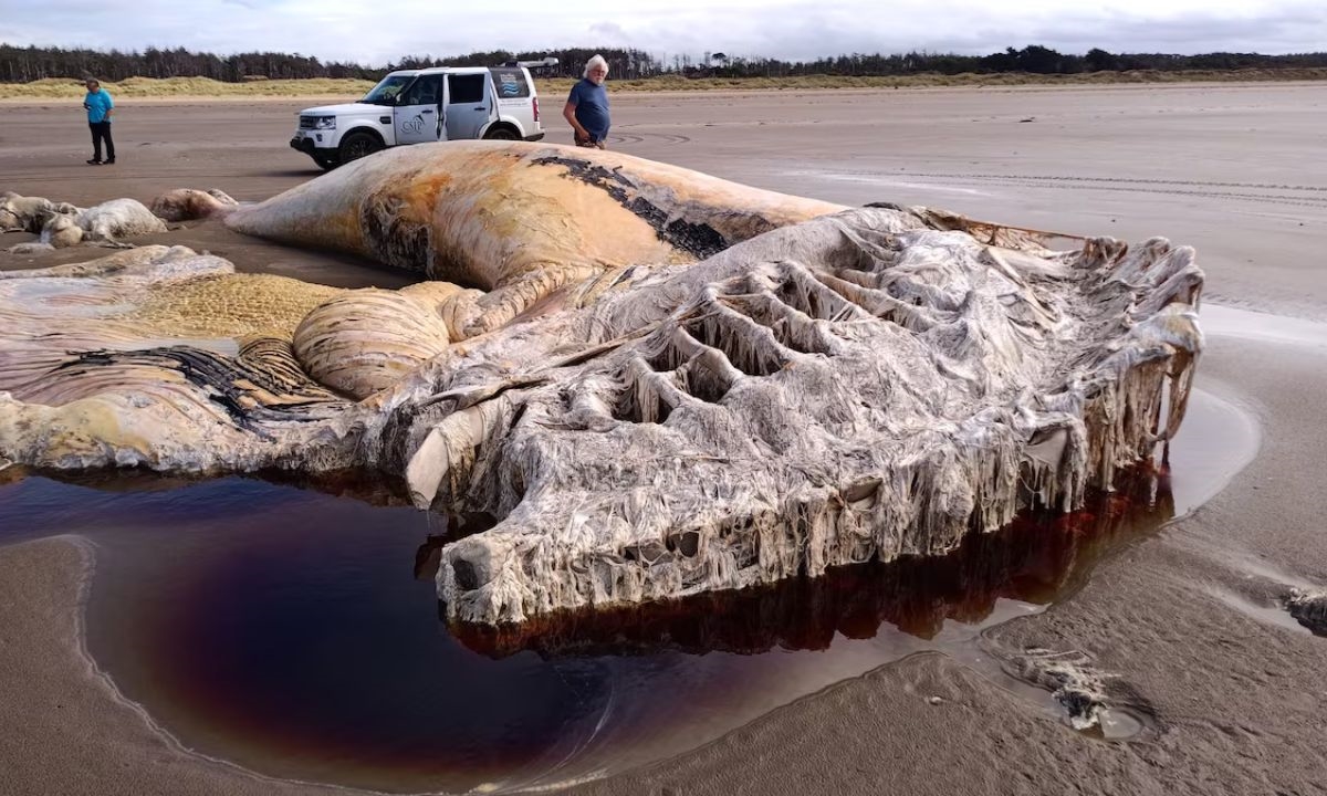 FOTO: Reprodução/Facebook via Marine Environmental Monitoring Diário do Grande ABC - Notícias e informações do Grande ABC: Santo André, São Bernardo, São Caetano, Diadema, Mauá, Ribeirão Pires e Rio Grande da Serra