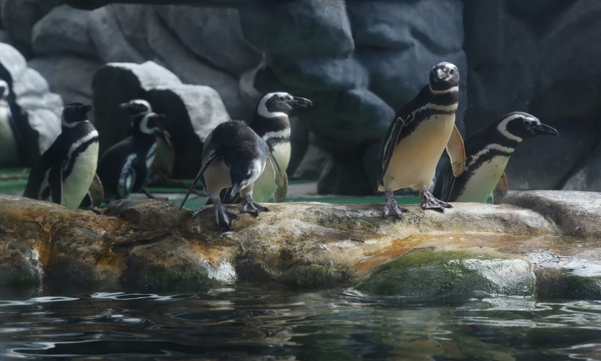 Novo pinguim vai s ejuntar a outros em Santo André (FOTO: Alex Cavanha/PMSA) Diário do Grande ABC - Notícias e informações do Grande ABC: Santo André, São Bernardo, São Caetano, Diadema, Mauá, Ribeirão Pires e Rio Grande da Serra