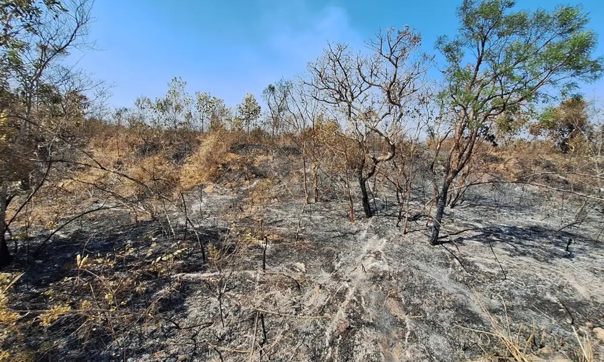 Divulgação/ICMBIO Diário do Grande ABC - Notícias e informações do Grande ABC: Santo André, São Bernardo, São Caetano, Diadema, Mauá, Ribeirão Pires e Rio Grande da Serra