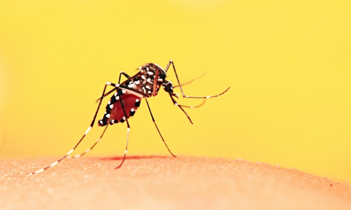 O vírus é transmitido exclusivamente pela picada de mosquitos fêmeas infectados (FOTO: Divulgação) Diário do Grande ABC - Notícias e informações do Grande ABC: Santo André, São Bernardo, São Caetano, Diadema, Mauá, Ribeirão Pires e Rio Grande da Serra
