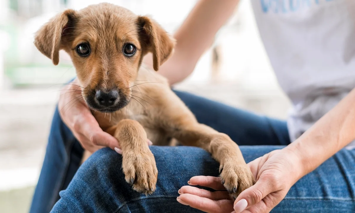 Shopping de Mauá terá feira de adoção de cães e gatos neste sábado (11)