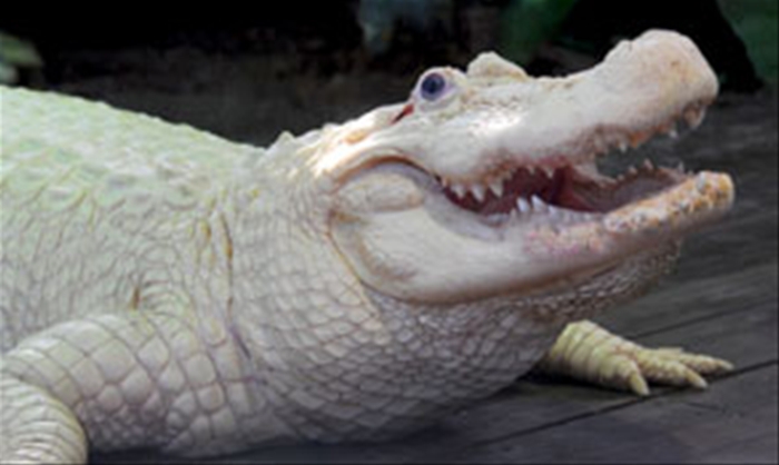 Divulgação/ Gatorland Diário do Grande ABC - Notícias e informações do Grande ABC: Santo André, São Bernardo, São Caetano, Diadema, Mauá, Ribeirão Pires e Rio Grande da Serra